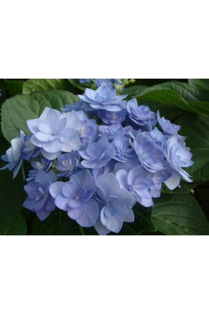 Гортензія You & Me Romance, що розпустила свої квітки у формі зірочок, створюючи ефектні суцвіття.